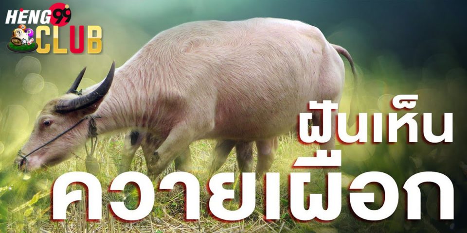 ฝันเห็นควาย