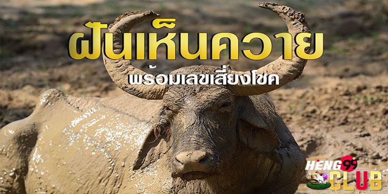 ฝันเห็นควาย