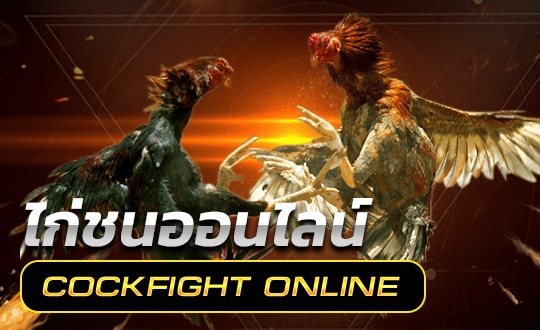 ดูไก่ชน