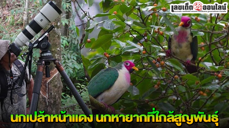 รูปภาพนกเปล้าหน้าแดง ของ lekdedonline