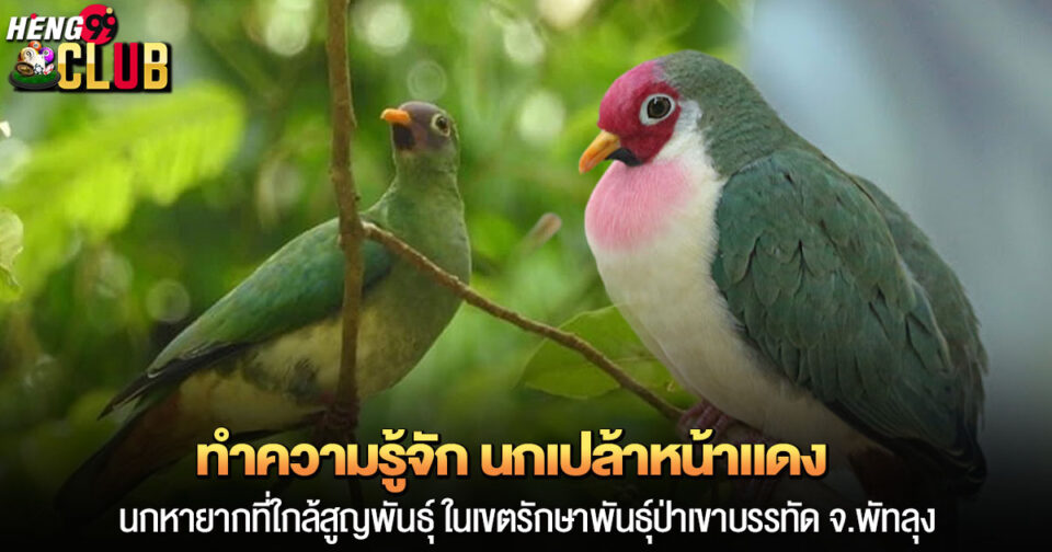 นกเปล้าหน้าแดง-"Red-whiskered Bulbul"