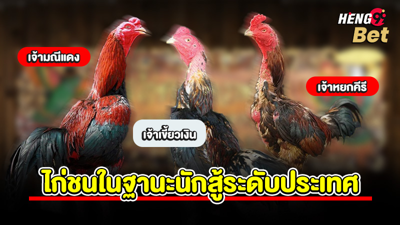 รูปภาพจากซุ้มสู่สนามไก่ชนในฐานะนักสู้ระดับประเทศของ heng99