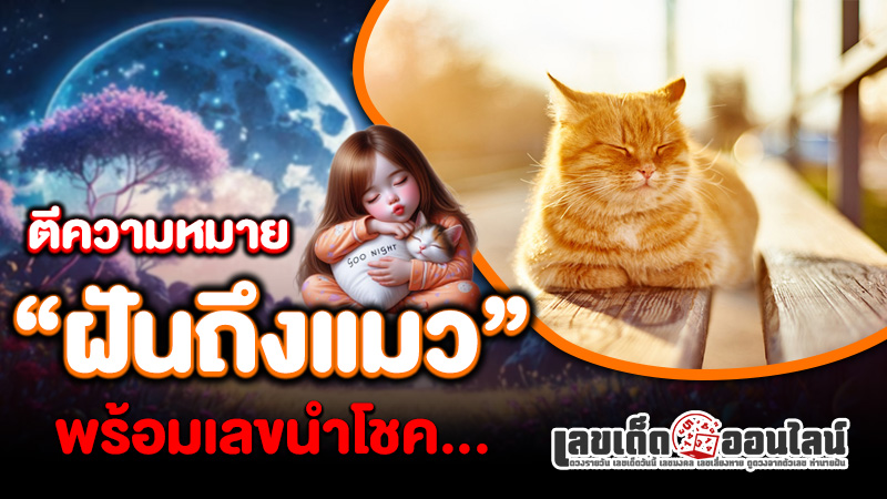 รูปภาพตีความหมายพร้อมเลขนำโชคฝันถึงแมวของ lekdedonline
