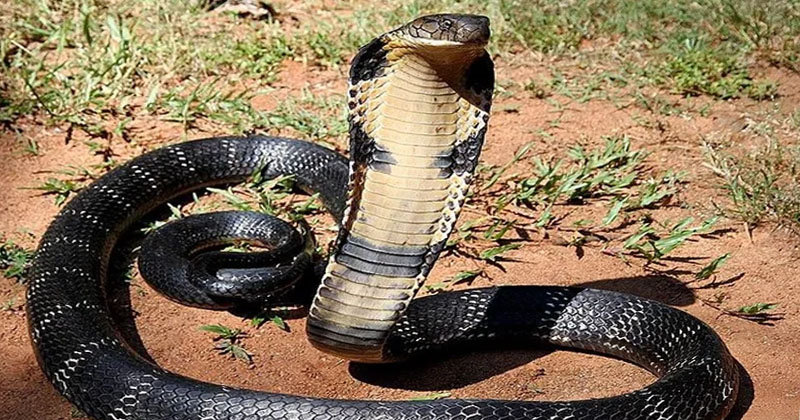 รูปงูจงอาง-'King cobra'
